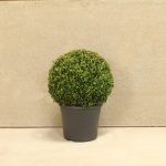 Topiary-Ball-30-40cm-7.5L-Box-(Buxus sempervirens)