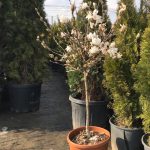 magnolia stelata